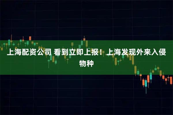 上海配资公司 看到立即上报！上海发现外来入侵物种